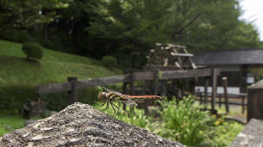 japan, insect, dragonfly, tonbo, nikko, bug, red, green, yellow, HD wallpaper