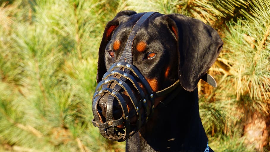 dobbermann, dog, eb, pets, animal, portrait, one animal, mammal HD wallpaper