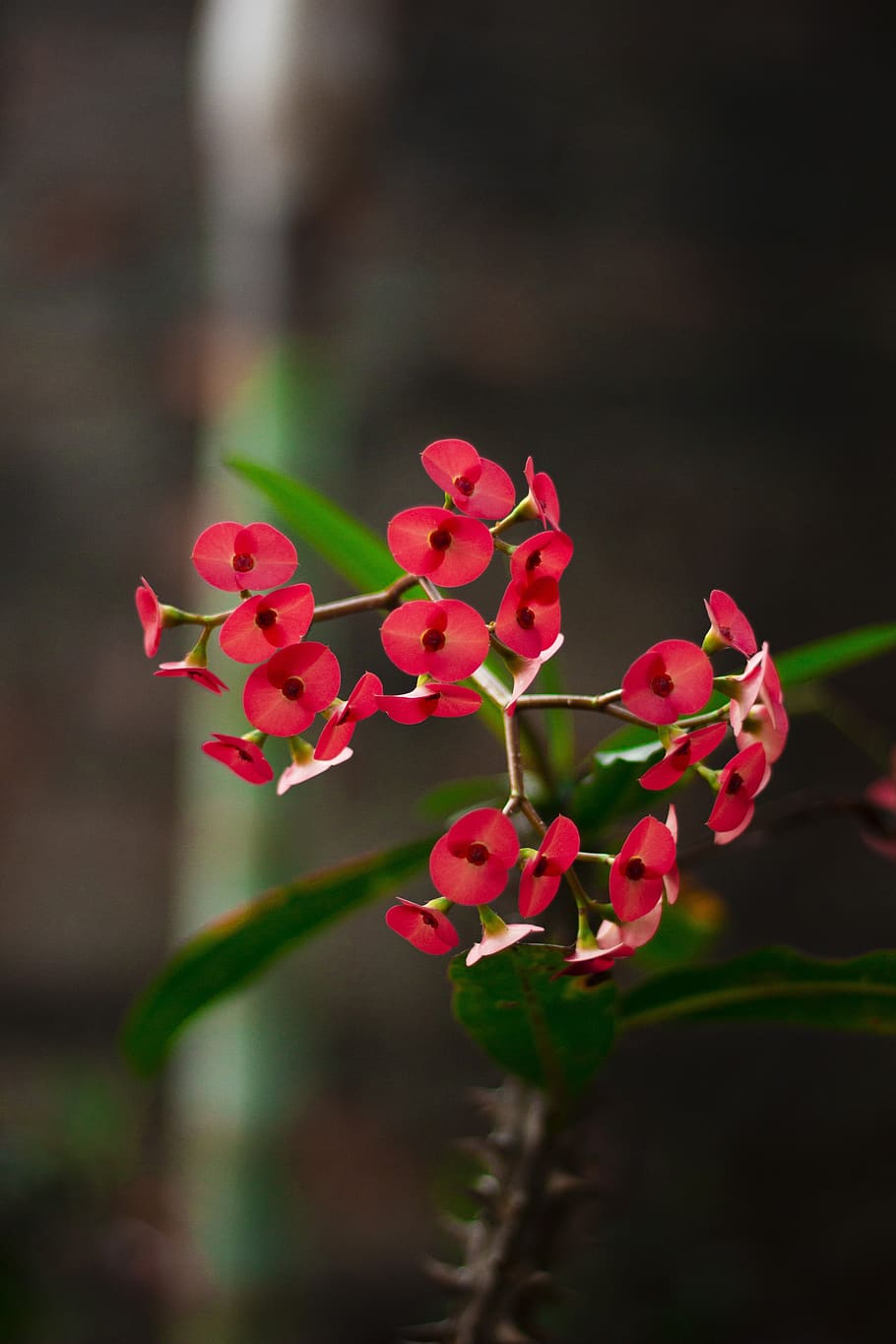 flower, red, flowers, plant, color, nature, romantic, beautiful, HD wallpaper