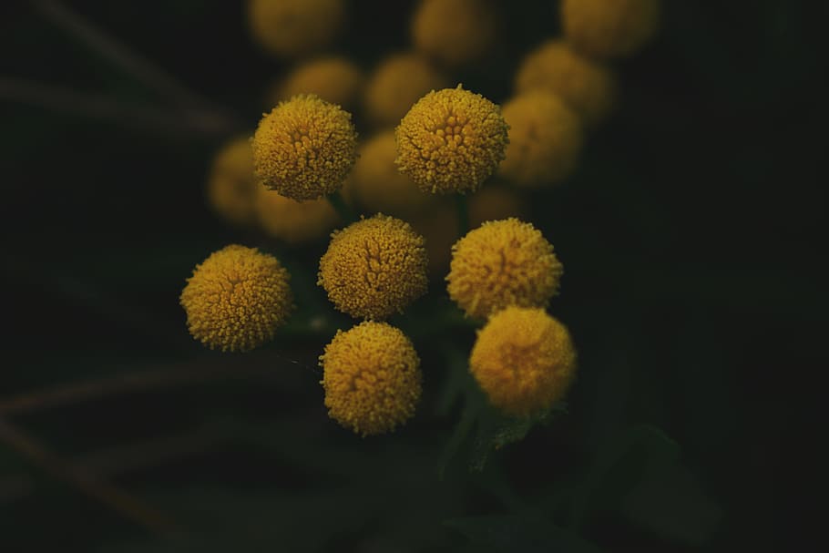 Selective Focus Photo of Yellow Petaled Flower, bloom, blooming HD wallpaper
