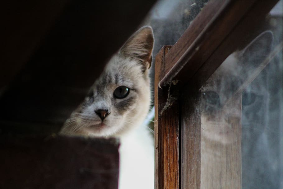 cat's reflection on clear glass wall, one animal, animal themes HD wallpaper