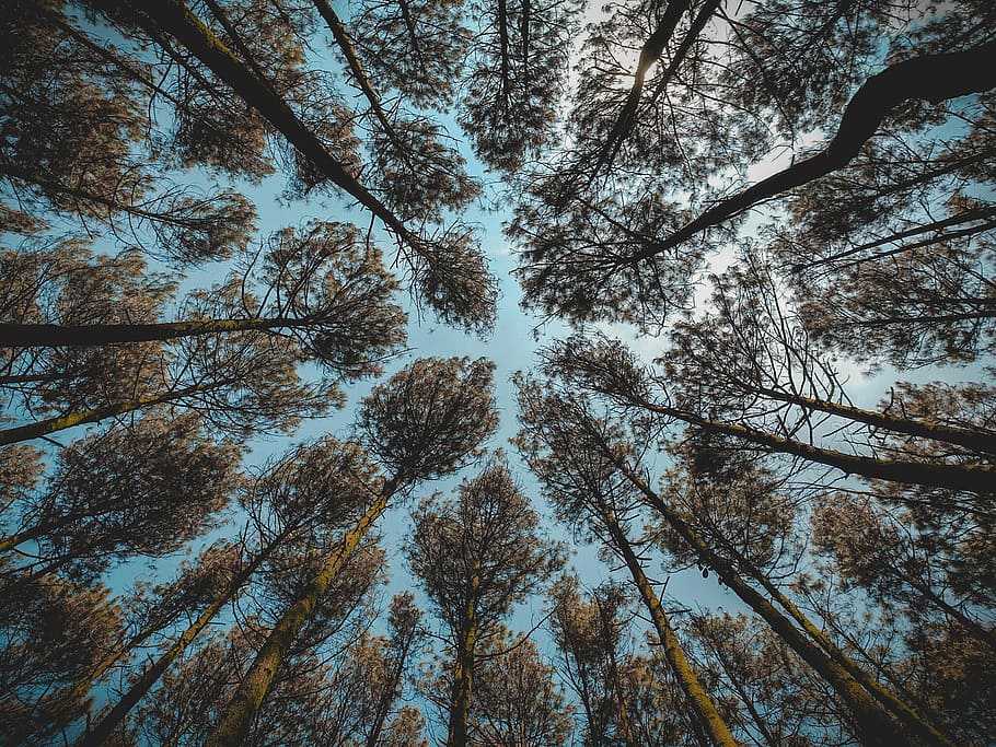 Low Angle Photography of Brown Leaf Forest Trees at Daytime, blue HD wallpaper