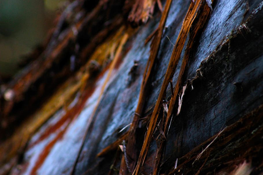 united states, redwood national and state parks, texture, bark, HD wallpaper