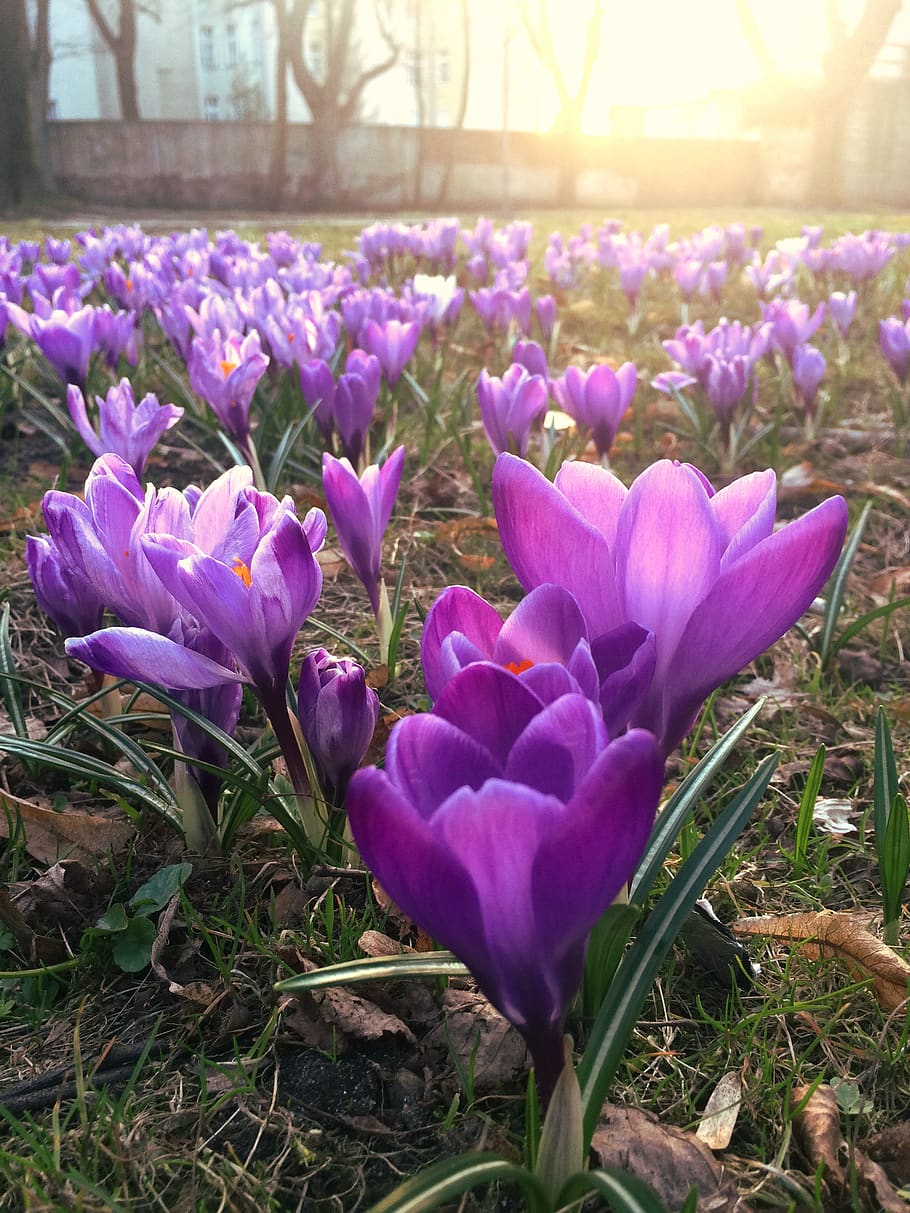 krokus, crocus, spring, flowers, purple, violet, garden, meadow HD wallpaper