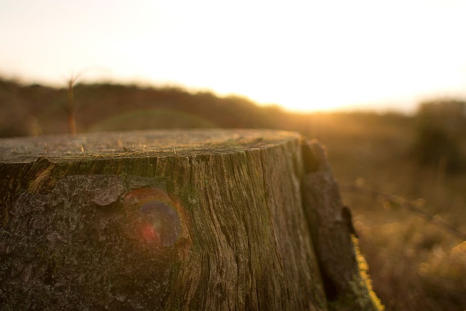 landscape, tree, nature, grass, rock, light, wood, sunset, photography HD wallpaper