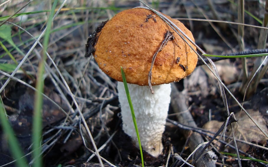 flora, macro, bokeh, nature, mushrooms, fungus, land, dry, close-up HD wallpaper
