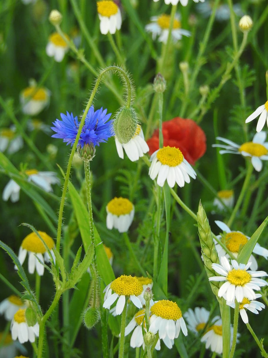 meadow, chamomile, cornflower, poppy, nature, flowers, plant HD wallpaper
