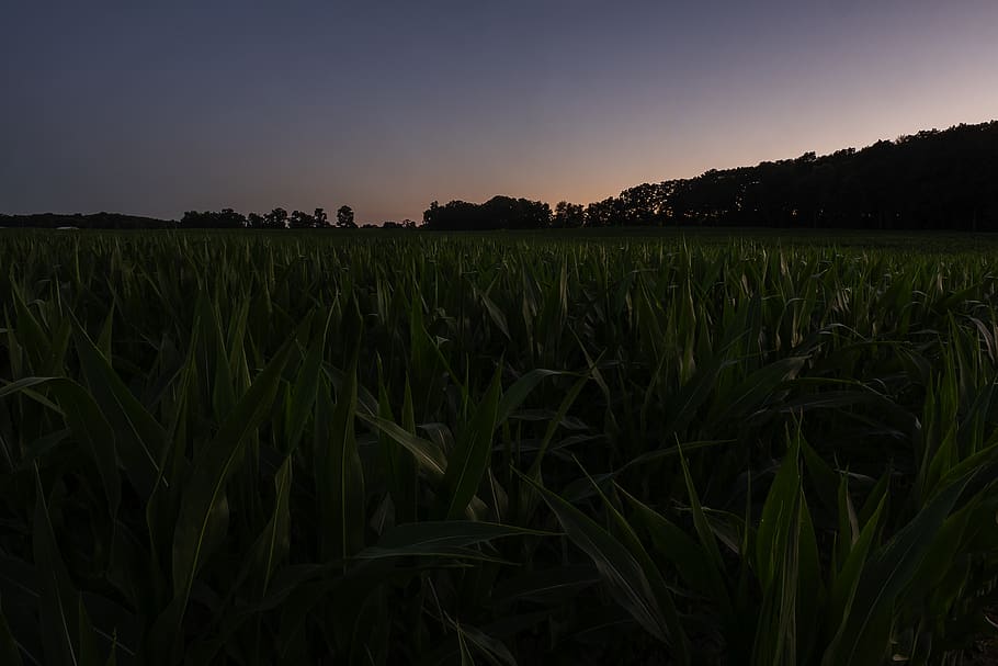 green corn field, sky, land, growth, plant, crop, landscape, agriculture HD wallpaper
