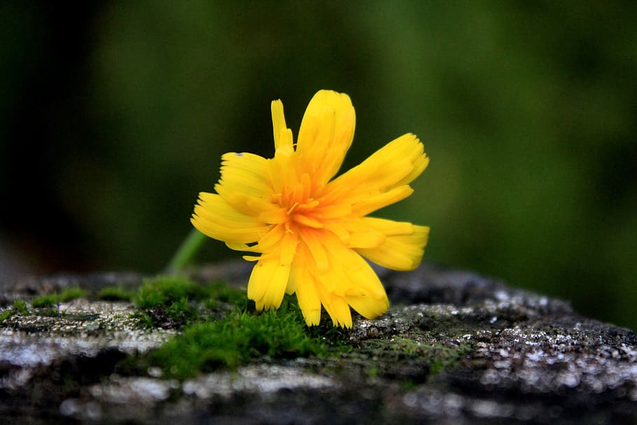flower, wood, moss, texture, dandelion, fence, flowering plant HD wallpaper