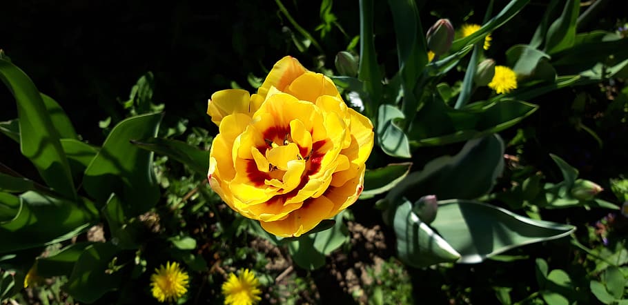 flower, tulipan, spring, flowering plant, yellow, beauty in nature, HD wallpaper
