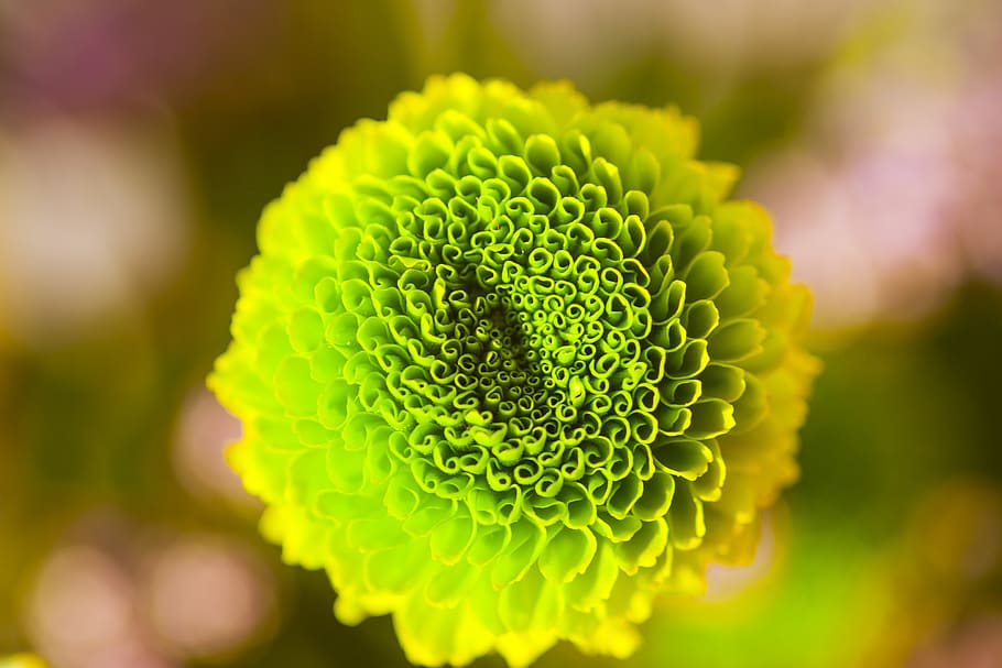 flower, green, closeup, macro, leaf, green color, close-up HD wallpaper