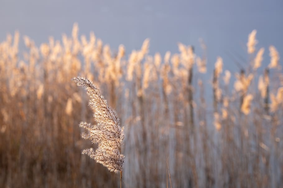 brown plant, grass, lawn, reed, bird, animal, aix-les-bains, france HD wallpaper