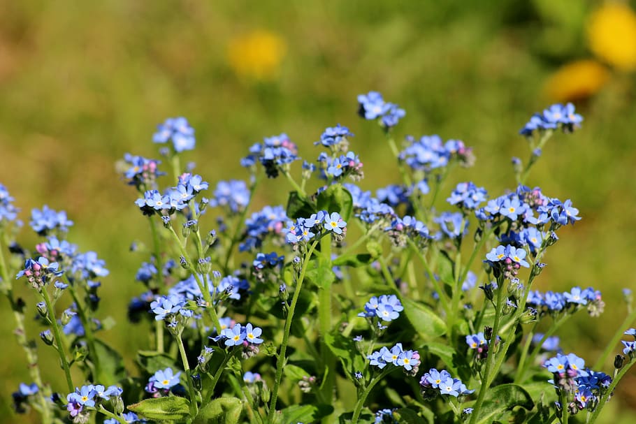 nots, flowers, blue, the delicacy, flowering, spring, nature HD wallpaper