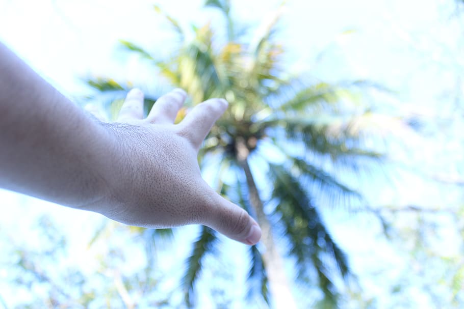 mexico, colima, palm, hand, tree, green, blue, sky, human hand HD wallpaper