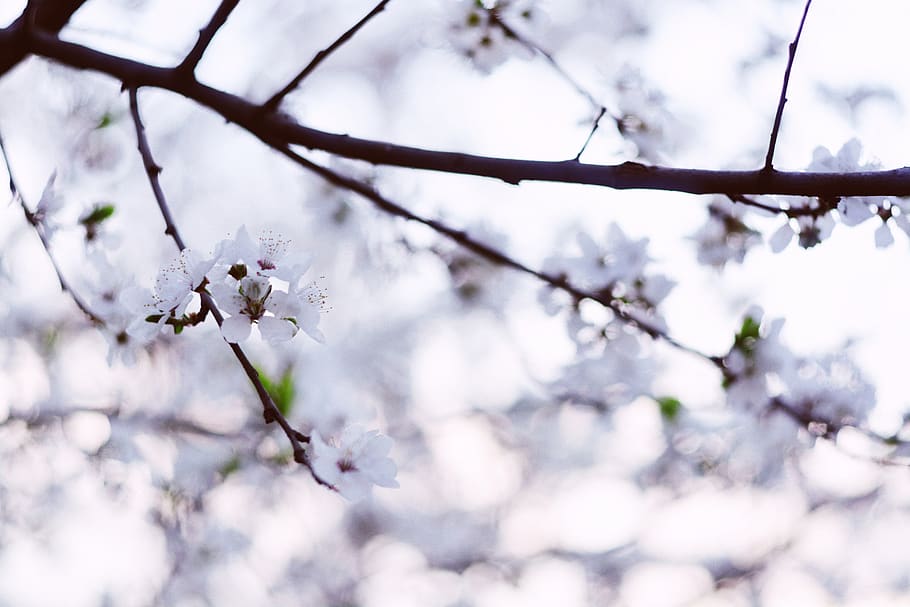 cherry, cherry tree, cherry blossom tree, cherry flowers, bloom HD wallpaper