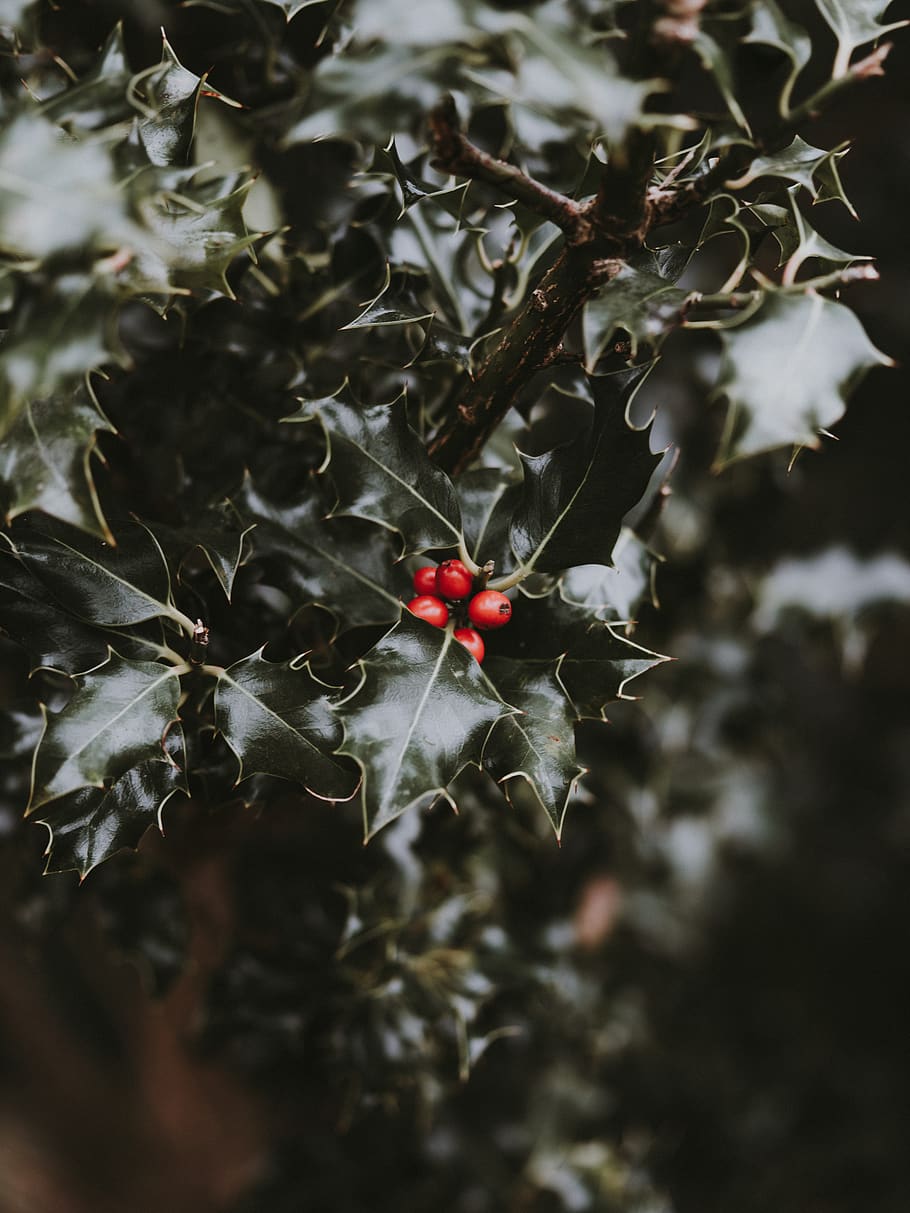 red berries, growth, healthy eating, fruit, food, plant, food and drink HD wallpaper