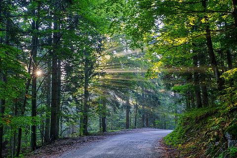 asphalt road between forest trees, sunset, sunrise, woodland HD wallpaper