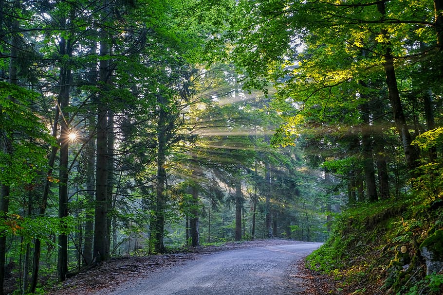 asphalt road between forest trees, sunset, sunrise, woodland HD wallpaper