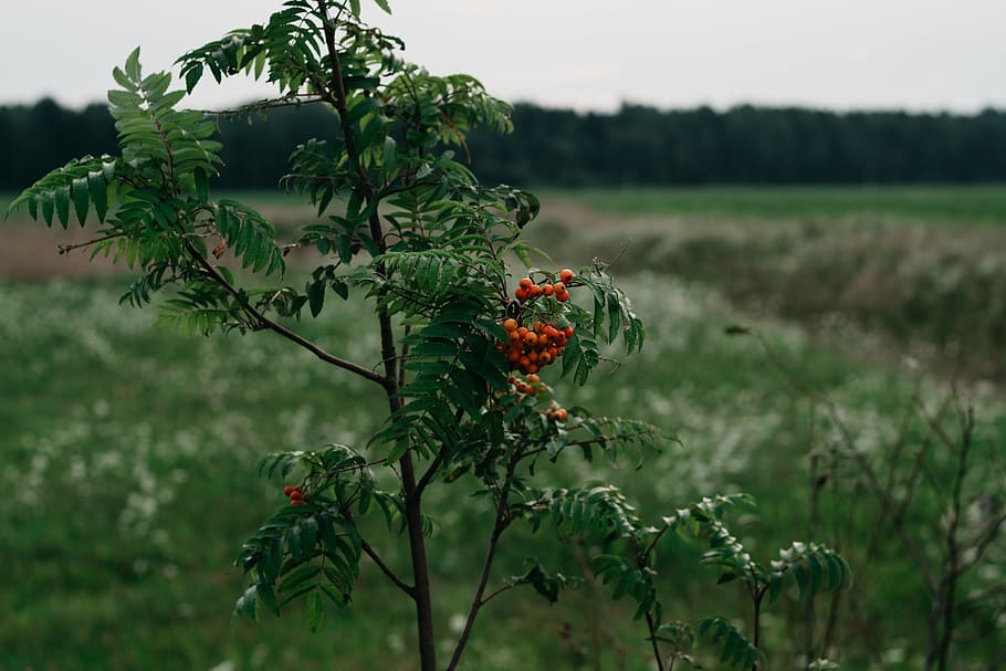 Selective Focus Photograph of Red Cherries, berries, branches HD wallpaper