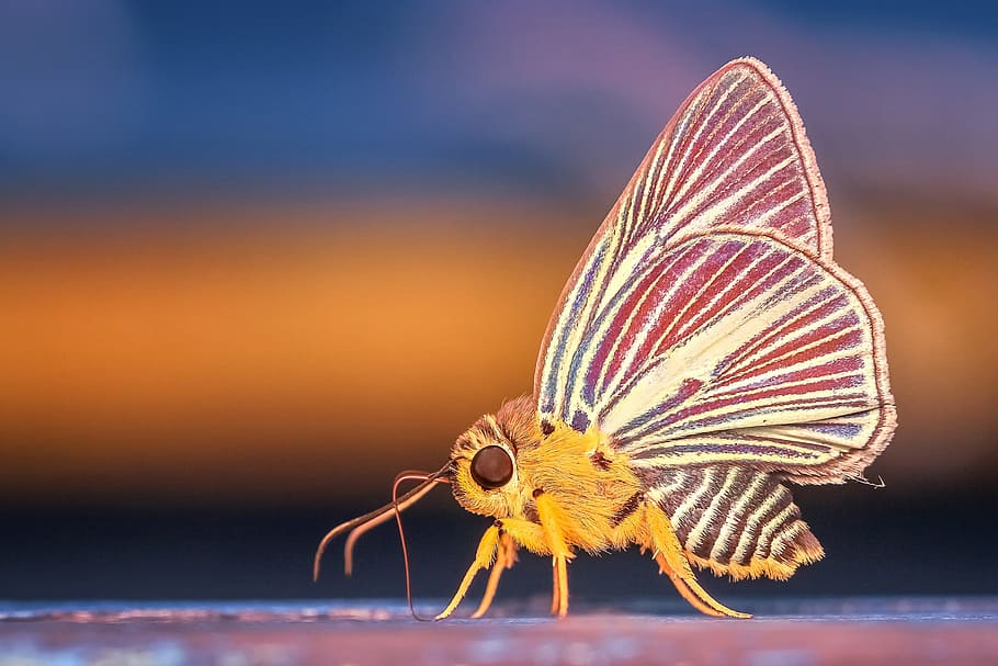 morph, butterfly, nature, wild, insect, animal, one animal, HD wallpaper