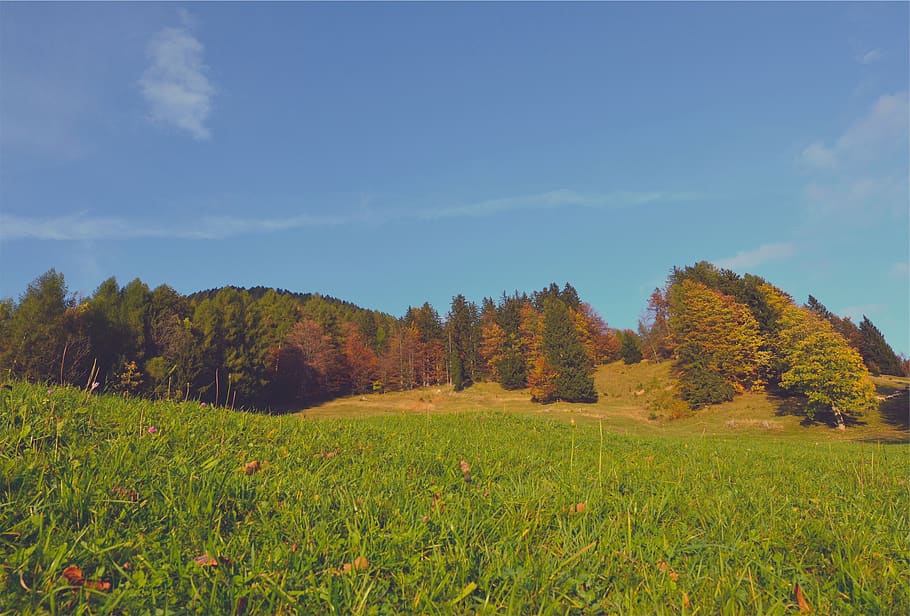 autumn, trees, fall, grass, leaves, blue, sky, nature, plant HD wallpaper