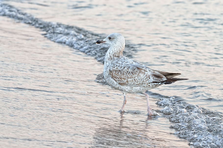 seagull, beach, wave, bird, wing, natural, animal, seabird HD wallpaper