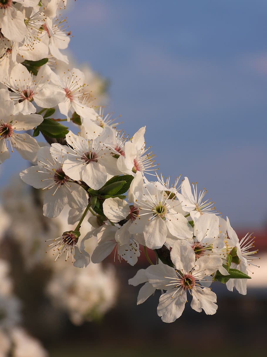 plum, flowers, flowering, spring, figure, white, tree, macro HD wallpaper