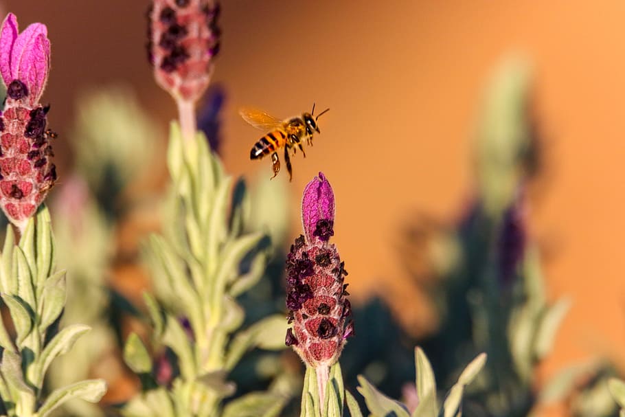 Brown Honeybee Flying on Pink Flower, bloom, blooming, blossom HD wallpaper