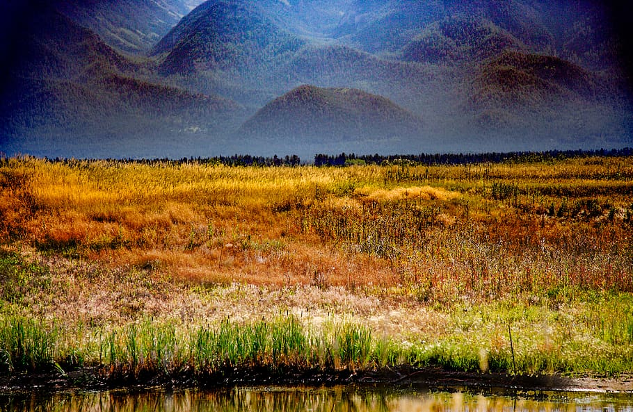 grasses, grassy, layers, hills, green, yellow, bronze, red HD wallpaper
