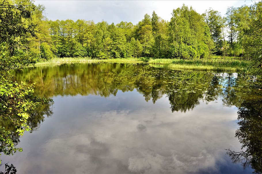 Green Tree and Lake Scenery, daylight, environment, forest, grass HD wallpaper