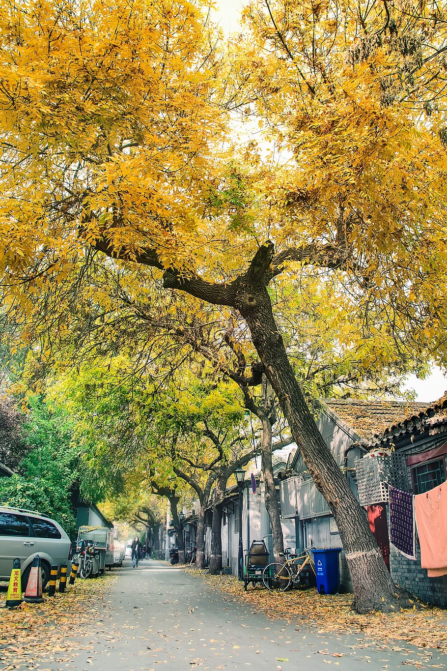 tree beside house, autumn, change, plant, architecture, building exterior HD wallpaper