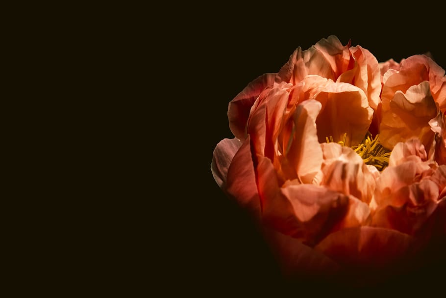 pink flower, flowering plant, studio shot, black background, copy space HD wallpaper