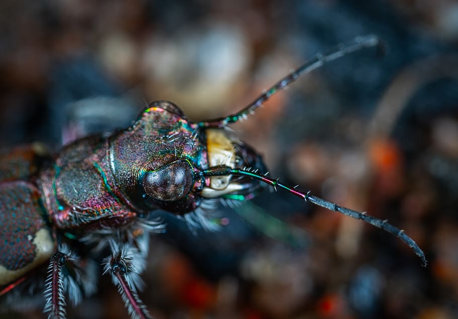 Shallow Focus Photography of Black Insect, animal, beetle, bug HD wallpaper