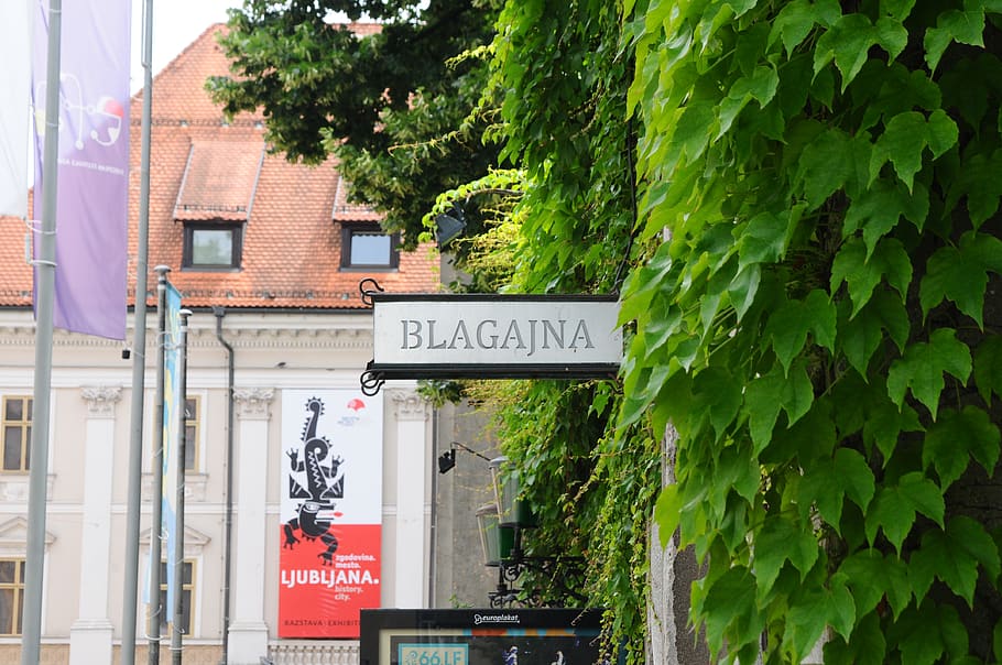 ljubljana, slovenia, wall, green wall, plant, sign, street name, HD wallpaper