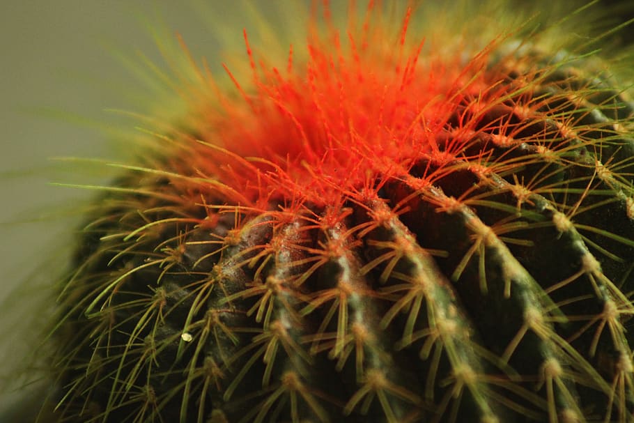 cactus, close-up, growth, plant, flower, beauty in nature, flowering plant HD wallpaper