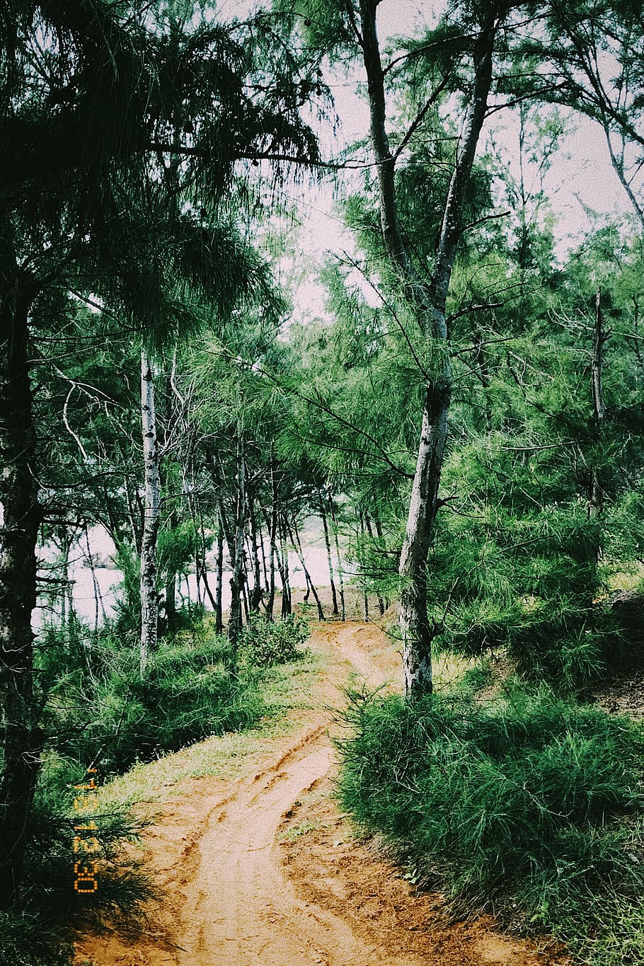 sea, beach, forest, tree, plant, direction, the way forward HD wallpaper