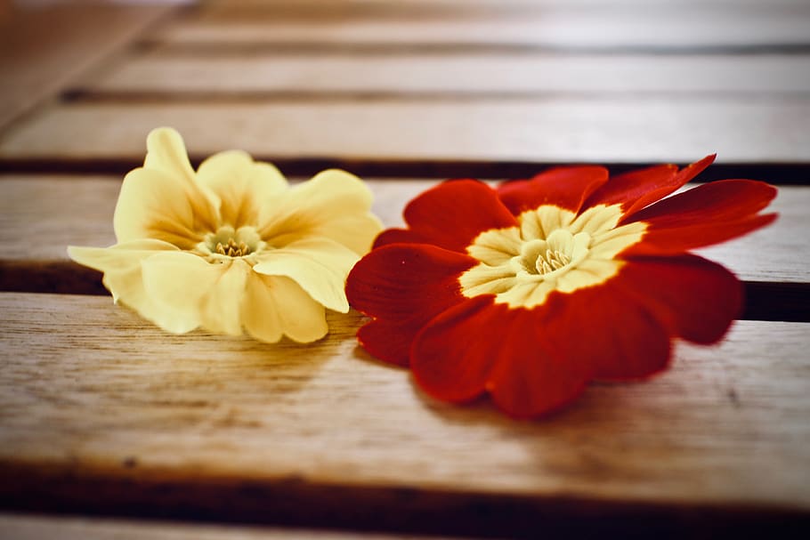 spring, primroses, flower, petal, wood, background, feeling HD wallpaper