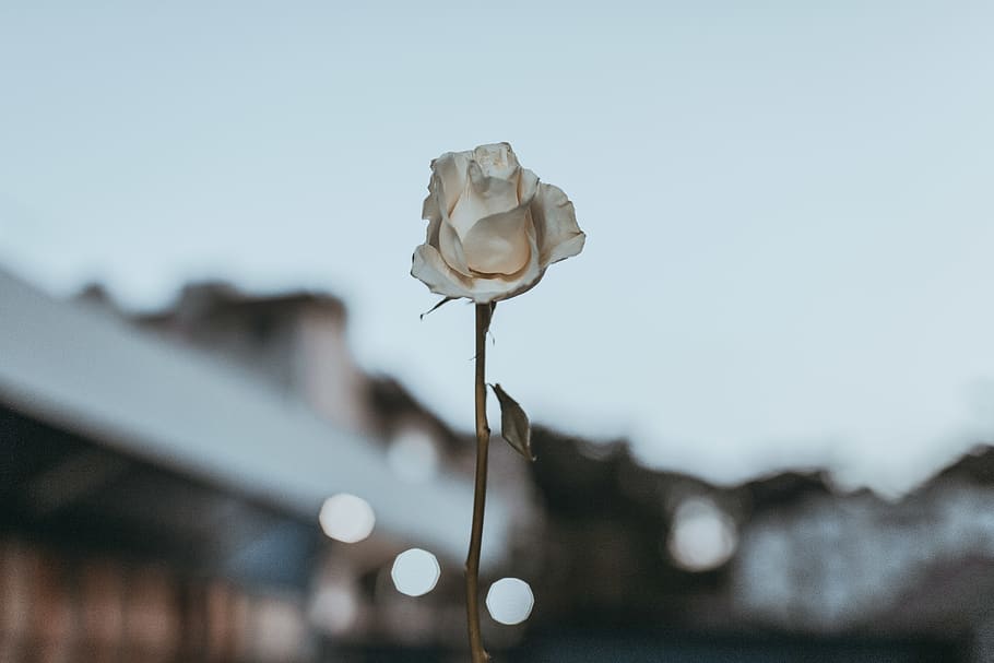White Rose, bloom, blossom, flora, macro, petals, plant, flower HD wallpaper