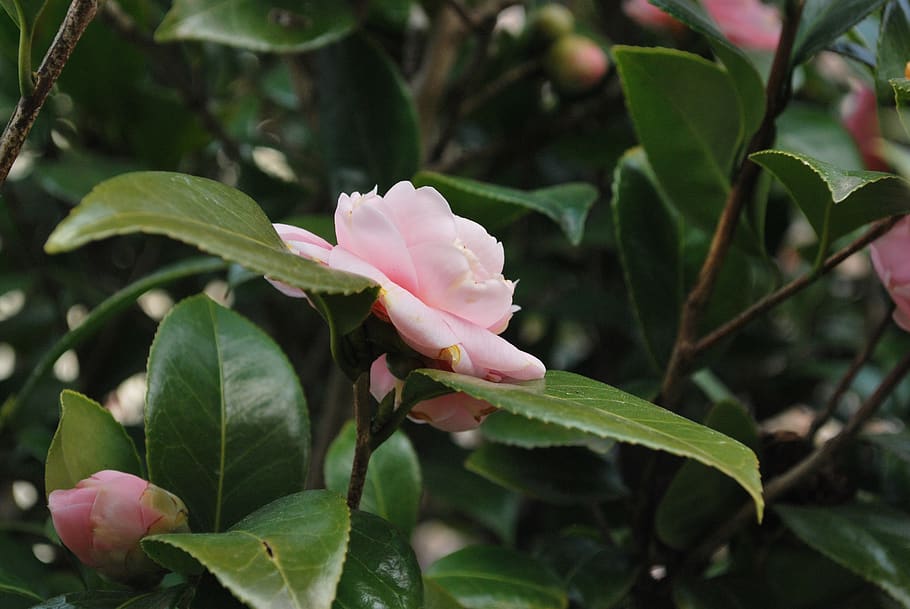 flower, camellia, flowers, natural, plant, pink, beautiful