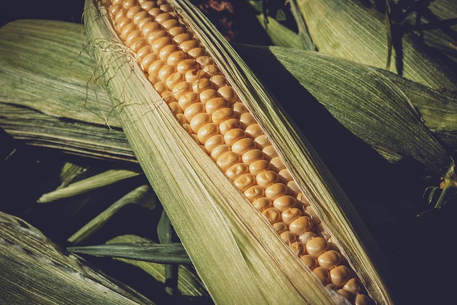 sweet corn, vegetables, food, corn kernels, bio, yellow, healthy HD wallpaper