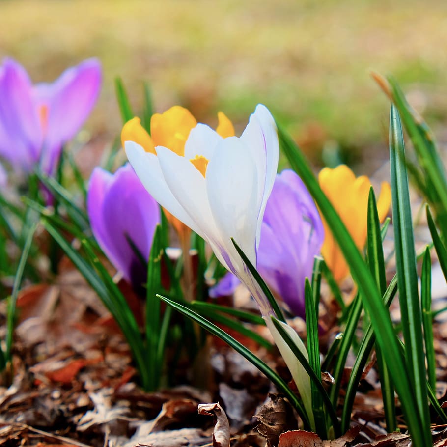 garden, flowers, bloom, spring, pure, flowering plant, petal HD wallpaper