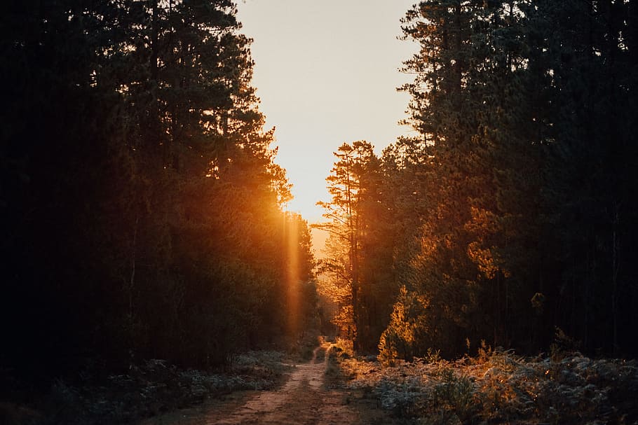 pathway in between trees, sunlight, sunset, sunrise, silhouette HD wallpaper