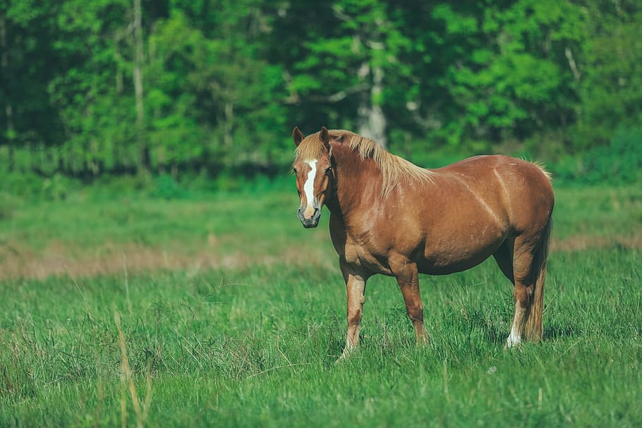 green, grass, trees, plants, grassland, field, farm, outdoor HD wallpaper