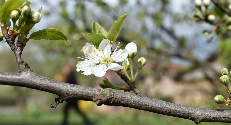 plum, blossom, spring, plant, flower, flowering plant, growth HD wallpaper