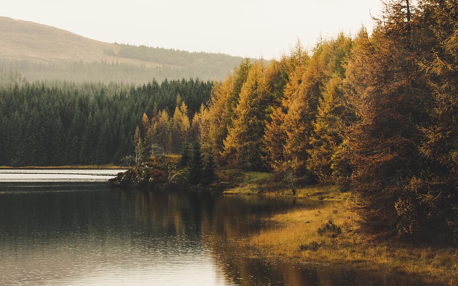 green trees beside lake, plant, conifer, larch, fir, abies, outdoors HD wallpaper