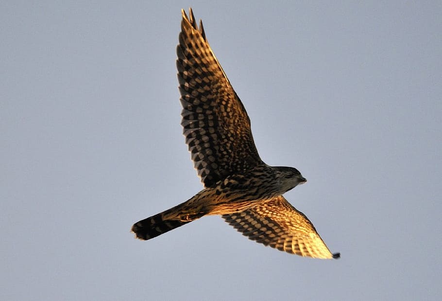 air, flying, merlin, bird, animal, wild, nature, animals in the wild HD wallpaper