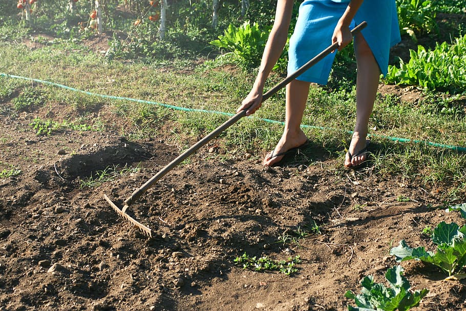 A woman raking the soil in the garden with gardening hand tool