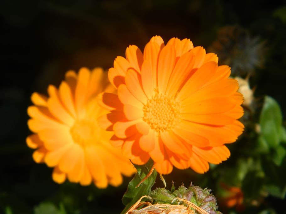 two, orange, color, flower, flowers, nature, bloom, blossom HD wallpaper
