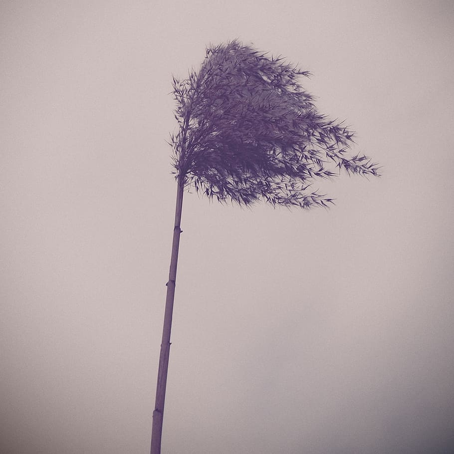 vento, plant, tree, low angle view, no people, nature, sky HD wallpaper