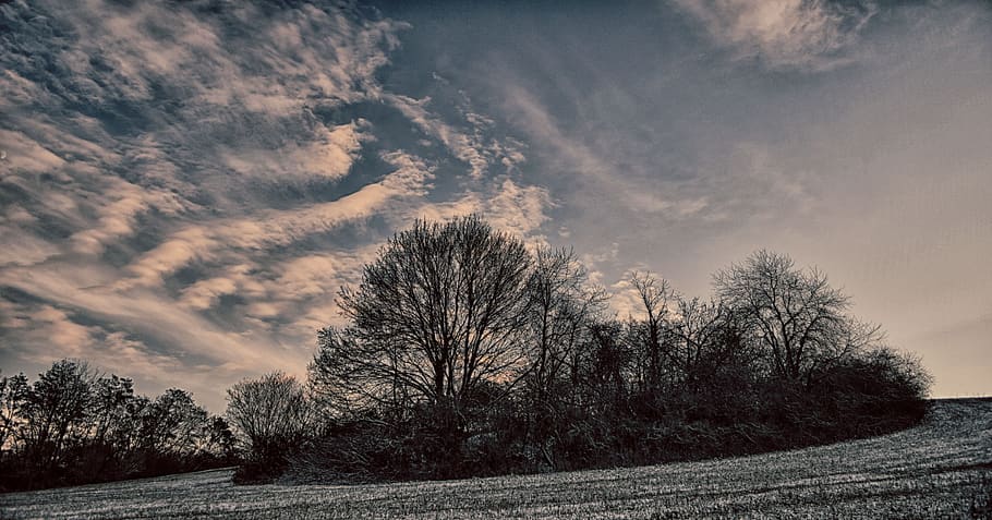 nature, forest, trees, winter, green, the country, plant, sky HD wallpaper